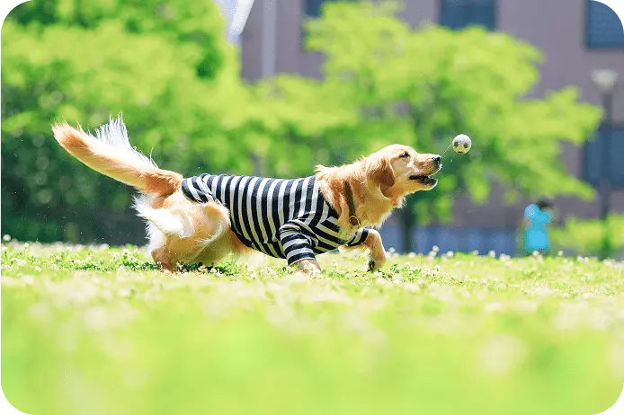 芝生の上でボールを追いかけるボーダー柄の服を着たゴールデンレトリバー